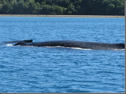 Whale in Vava'u, Tonga