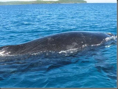 Whale in Vava'u, Tonga