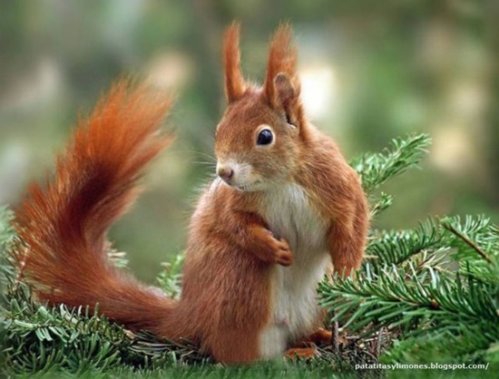 animales divertidos (2)