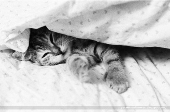 animales divertidos (3)