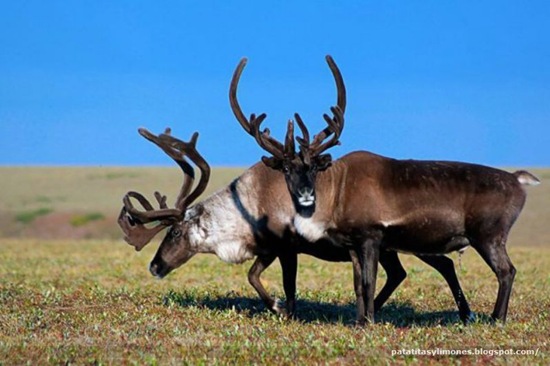 animales divertidos (5)