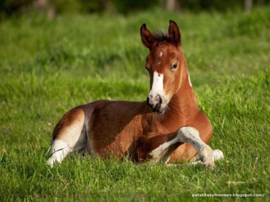 animales divertidos (6)