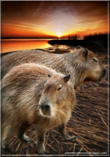 animales divertidos (12)