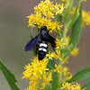 Double-banded Scoliid Wasp