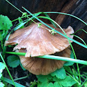 Deer mushroom (Pluteus cervinus)
