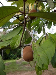 R0013637 R0013637