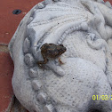 Spencer's Burrowing Frog