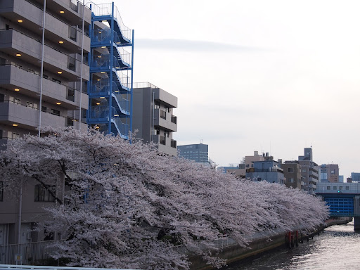 [写真]「高橋」から見た桜並木