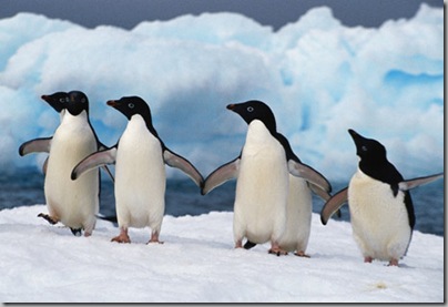 penguins_dancing