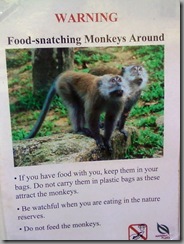 Food Snatching Monkeys around!
