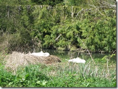 IMG_0030 Swans nesting
