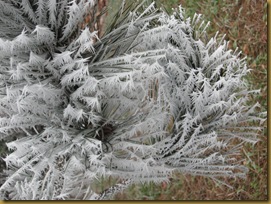 IMG_0008 frosty feather tree