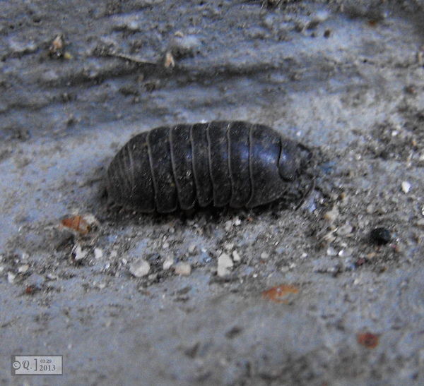 Pill Bug Potato Bug Roly Poly Project Noah