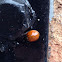 Harlequin ladybird (Божья коровка)