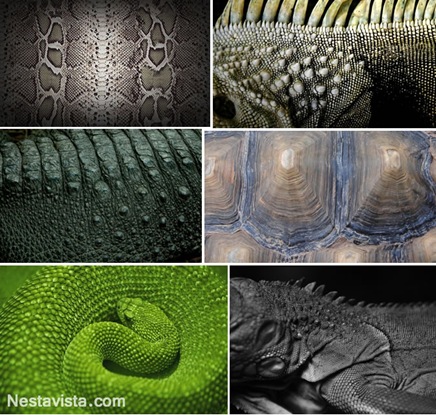 Texturas de reptiles
