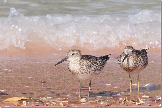 Great Knot_3537_1