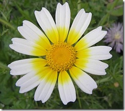 CrisantemoComestivel1