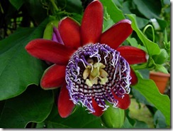 Passiflora_Alata1