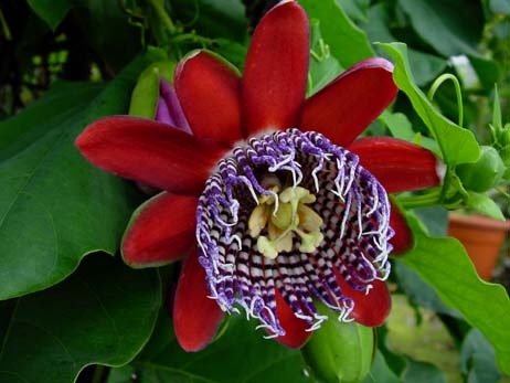 [Passiflora_Alata1[2].jpg]