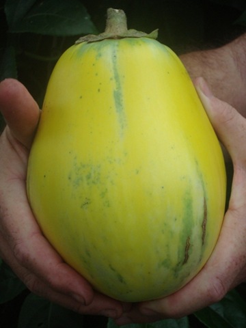 [Yellow Eggplant   (27)[2].jpg]