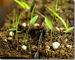 Bamboo Seedlings