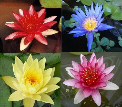 [Water Lily Collection[2].jpg]