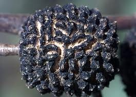 [Guazuma ulmifolia[4].jpg]