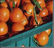 A_crop_of_oranges