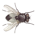 Cover Image of Tải xuống Fly 1.9 APK