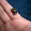 Escarabajo mariquita