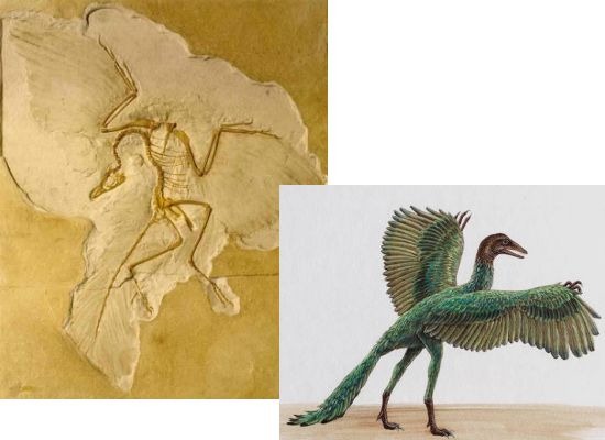 [archaeopteryx23.jpg]