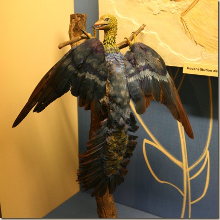 Archaeopteryx-img_0291b