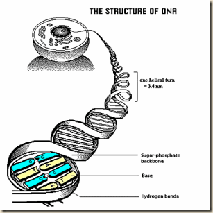 DNAdoublehelicalmolecule