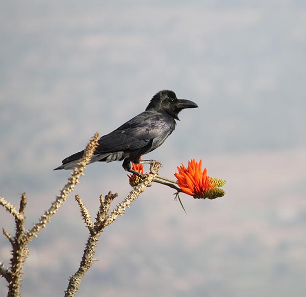 Crow who thinks he is a Sunbird
