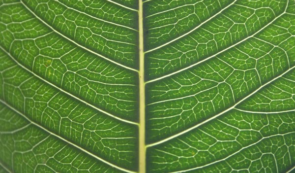 Detailed Leaf Structure