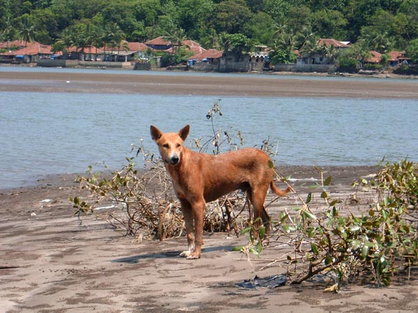 Dog at Harne beach island
