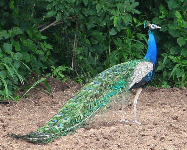 Peacock [Mor, मोर] at Morachi Chincholi