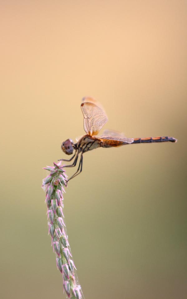 Dragonfly