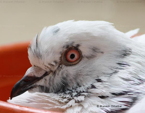 Close-up of masakkali pigeon bathing