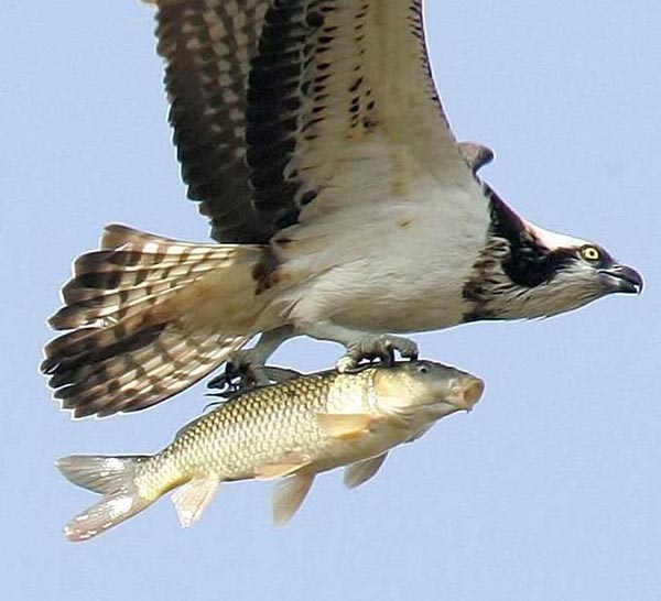 Fish caught by huge eagle