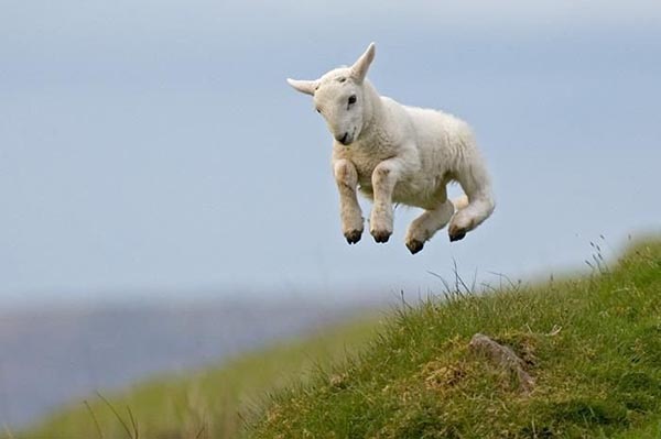 Happy jumping sheep