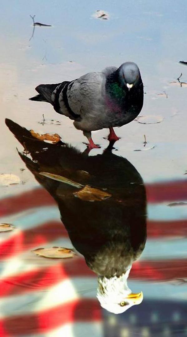 Pigeon seeing itself as bald eagle in reflection