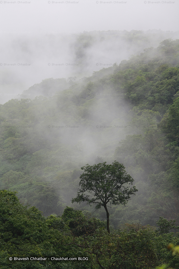 Treescape with a stand out tree with monsoon in the Western ghats canopy