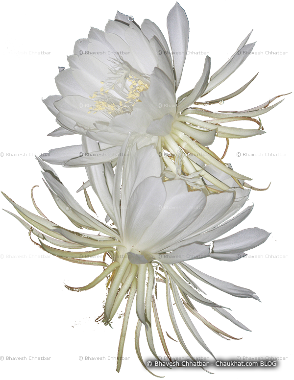 Weed flower mistakenly recognized as Brahmakamal