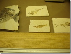 fossil Fish
