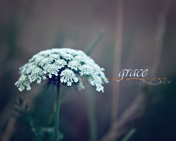[Queen Anns Lace Grace 387 copy[2].jpg]