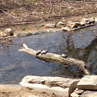 Painted turtles