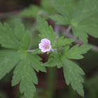 Siberian geranium