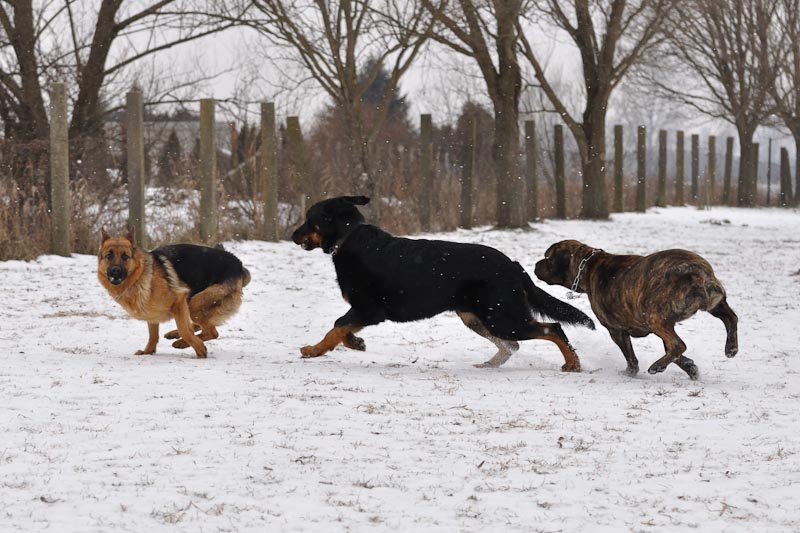 DogTrainingNk%2710%20127.jpg