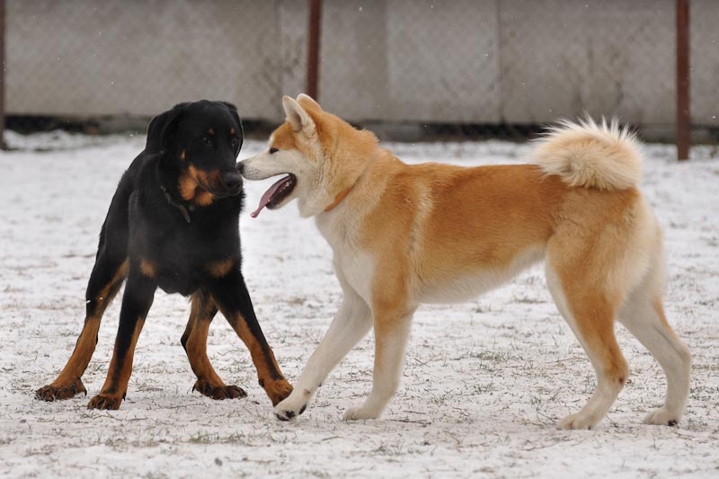 DogTrainingNk%2710%20167.jpg